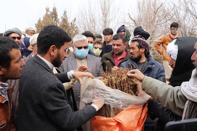 Farmers in Ghor receive saplings