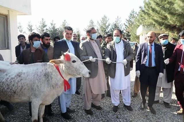 1,600 deserved families to receive cows in Parwan