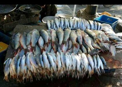 Fish farms see mushroom growth in Kandahar