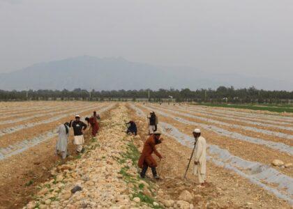 Fruit orchards grown on 175 acres of Helmand land