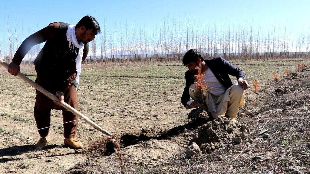 د پکتیکا کروندګر: د اصلاح شوو تخمونو او نیالګیو مرسته دې راسره وشي