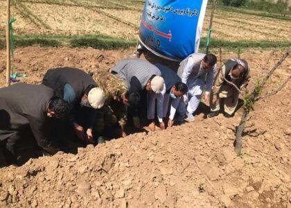 300 agriculture projects being implemented in Logar