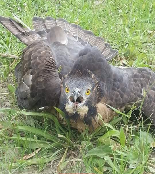 درگیری بر سرِ شکارِ پرنده گان در پروان یک کشته و چهار زخمی بر جا گذاشت