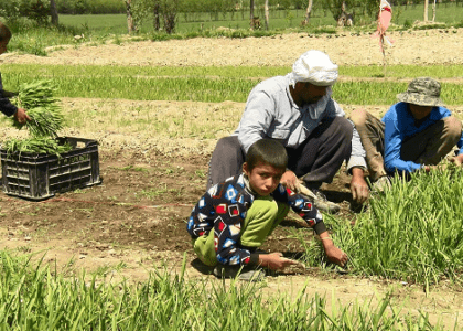 Baghlan farmers say face losses instead of profit each year