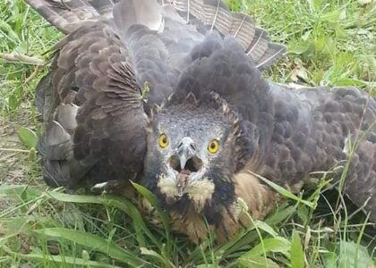 Jawzjan: 6 held for violating ban on bird hunting