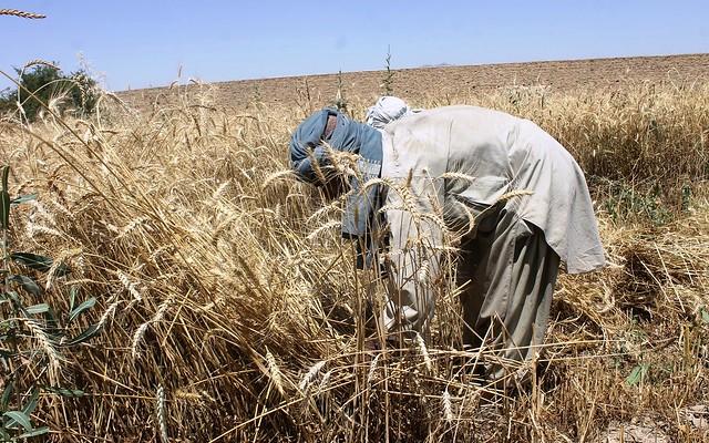 Wheat smuggle