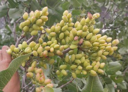 Badghis pistachio harvest to double this year