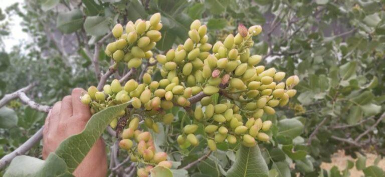 Badghis pistachio harvest to double this year