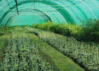 Greenhouse culture gains momentum in Laghman