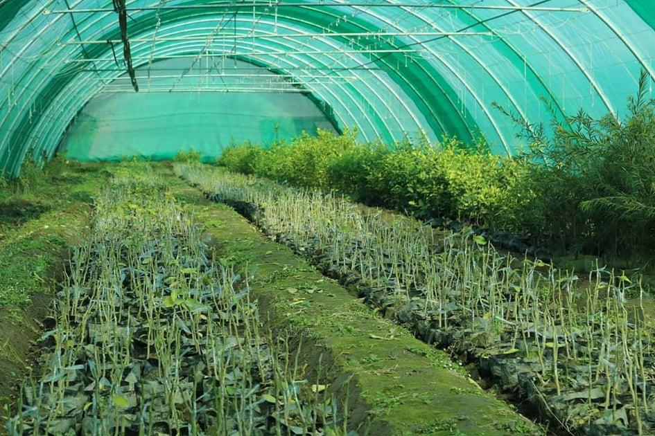 Greenhouse culture gains momentum in Laghman