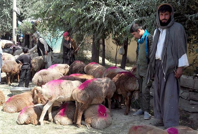 Ban on cattle import from Afghanistan sparks protest in Khyber