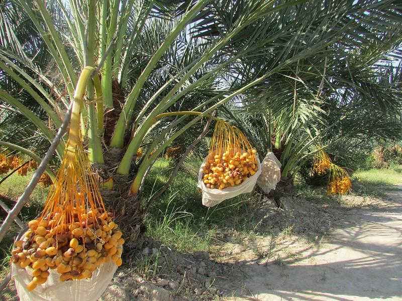 Date harvest at the canal’s garden in eastern Nangarhar