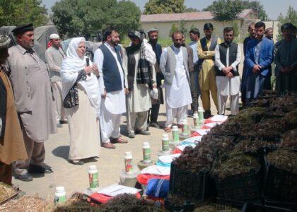 Paktia’s environment well suits saffron cultivation