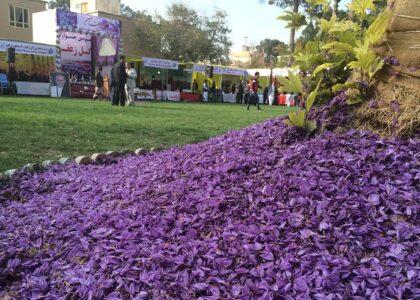 50pc of saffron harvest not exported this year