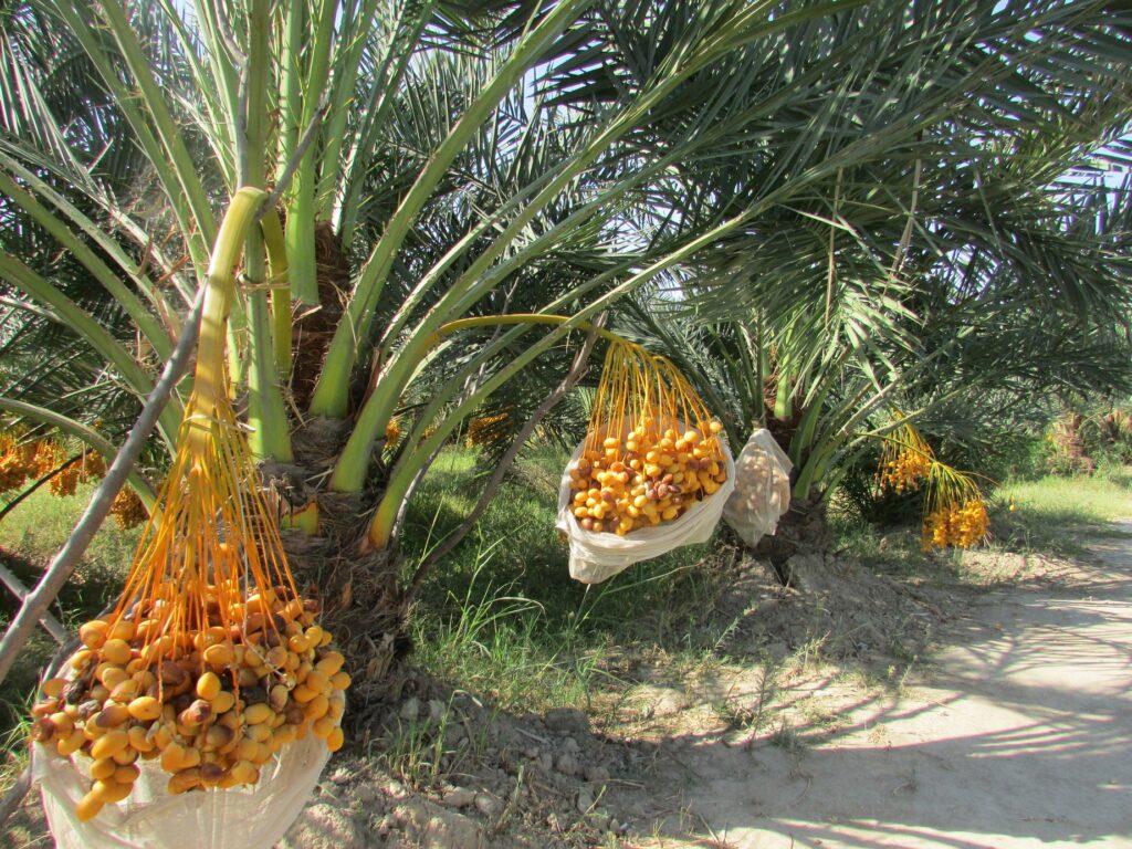 Canal garden to produce 6 tons of dates this year