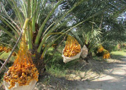 Canal garden to produce 6 tons of dates this year