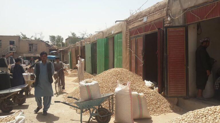 Almond price down 32pc, yield 15pc in Samangan