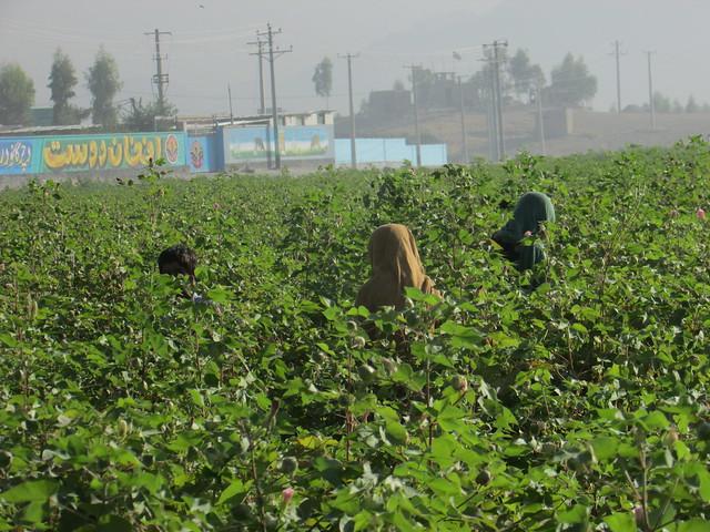 Nangarhar Canal has cultivated cotton