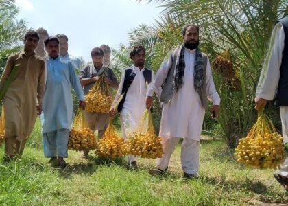 ‘Locally produced dates sold in traditional manner’