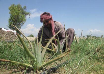 First time alivera cultivation brings smile to Nangarharis