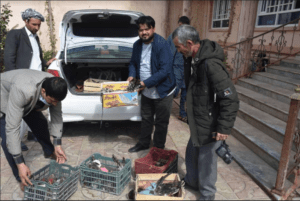 Captured rare birds released into Jawzjan wild