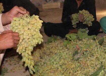 75pc of Samangan grapes exported to Pakistan