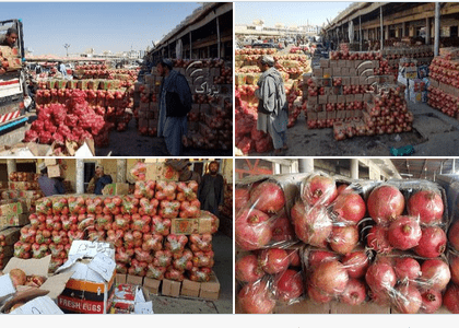 Kandahar pomegranate yield up, exports down