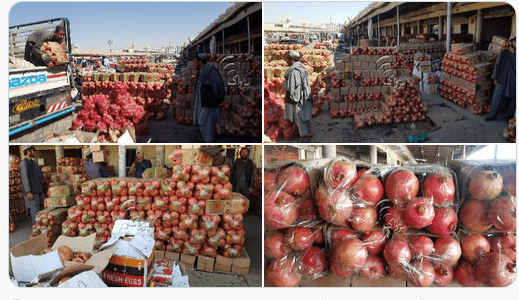 Kandahar pomegranate yield up, exports down