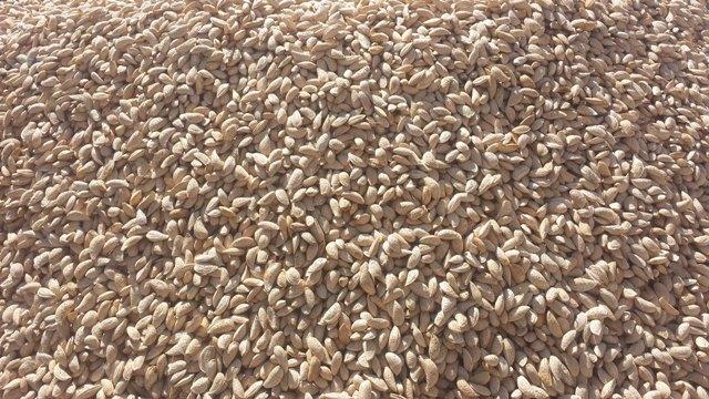 Kunduz almond production 3pc up this year