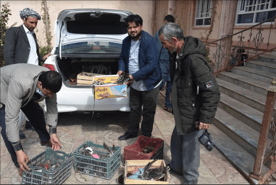 پرنده،جوزجان