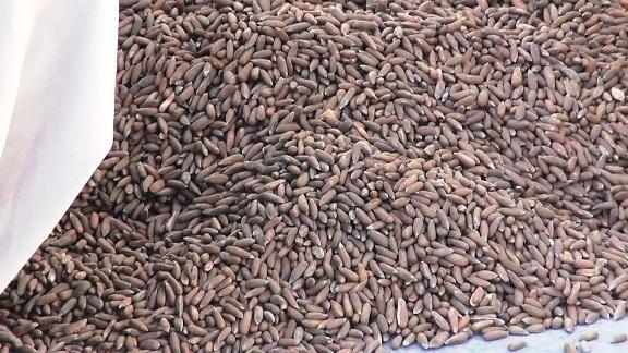 Nangarhar’s pine nut yield up by 38pc this year