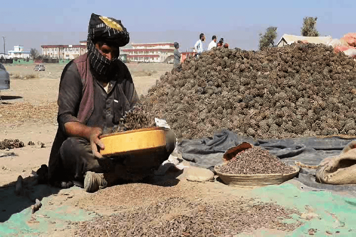 Paktia pine nut harvests up by 1,000 tons this year