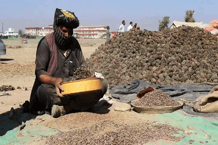 پکتیا, جلغوزو