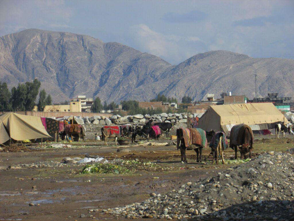 Our pastures grabbed, livestock under threat: Nangarhar nomads
