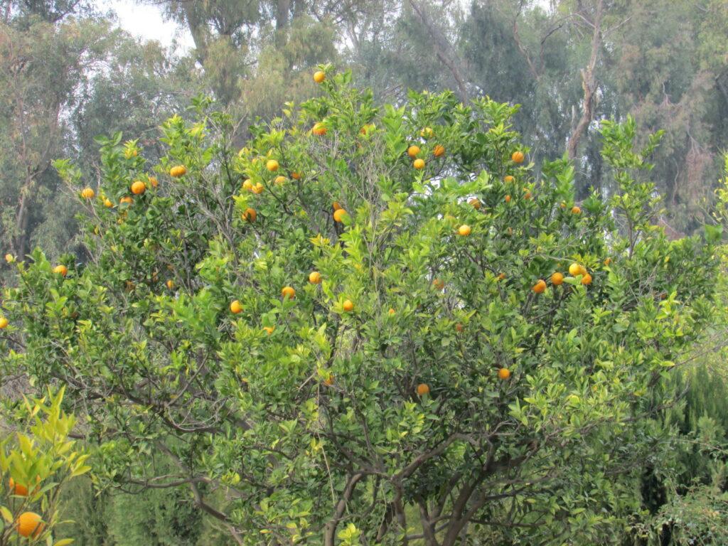Nangarhar: Citrus orchard being established on 103 acres of land