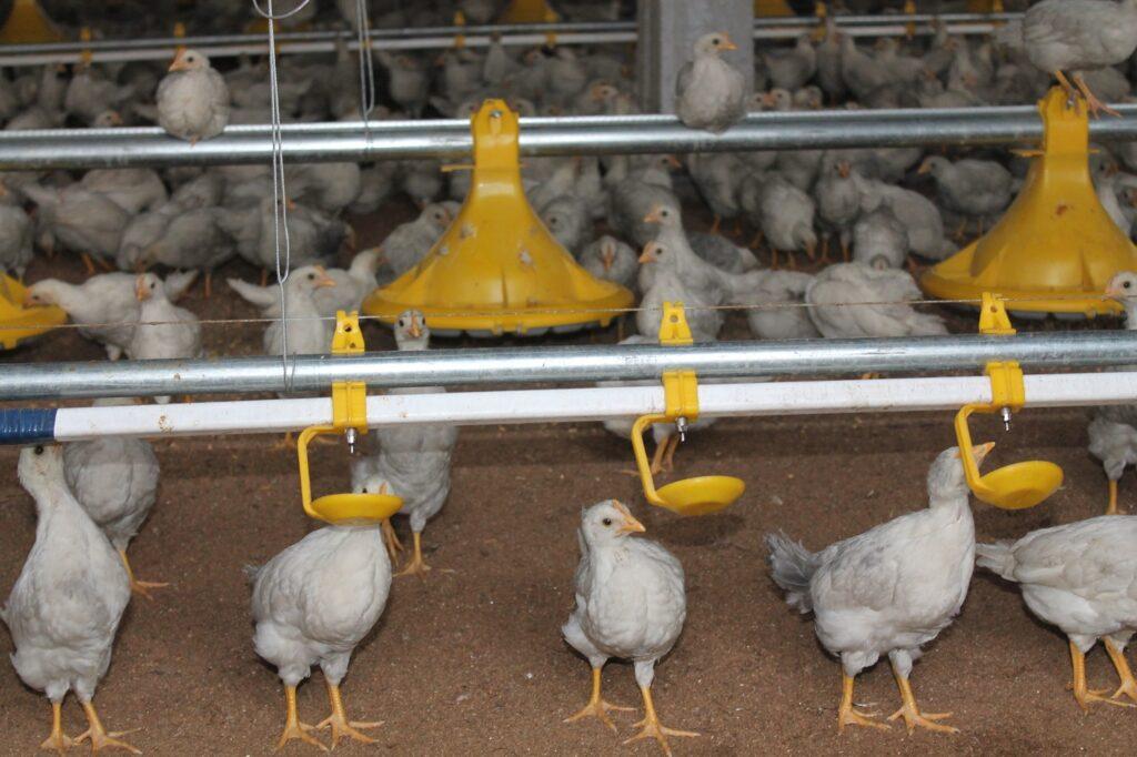 واردات مرغ هاى زنده و گوشت آن، به صنعت مرغداری در کندهار صدمه رسانده است