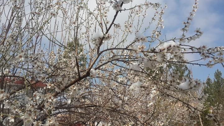 Snow damages 90pc of Samangan almond orchards