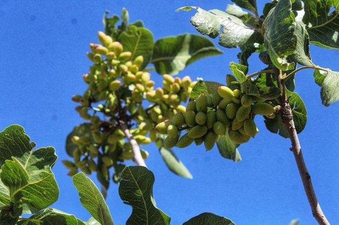 Artificial pistachio forests being set up in Herat