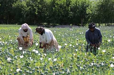 Poppy cultivation reaches near Helmand’s capital