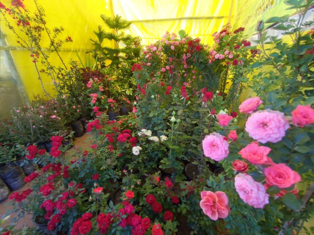 نمایشگاه گل و بوته درهرات برگزار شد