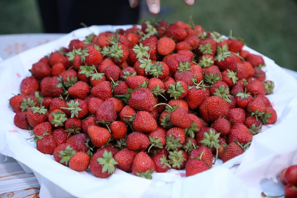 Strawberry harvest reaches near 300 metric tons