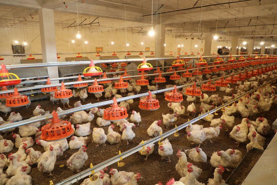 سال گذشته از ۹۰۰۰ فارم مرغداری ۲۶۱ هزار متریک تن گوشت مرغ تولید شده است