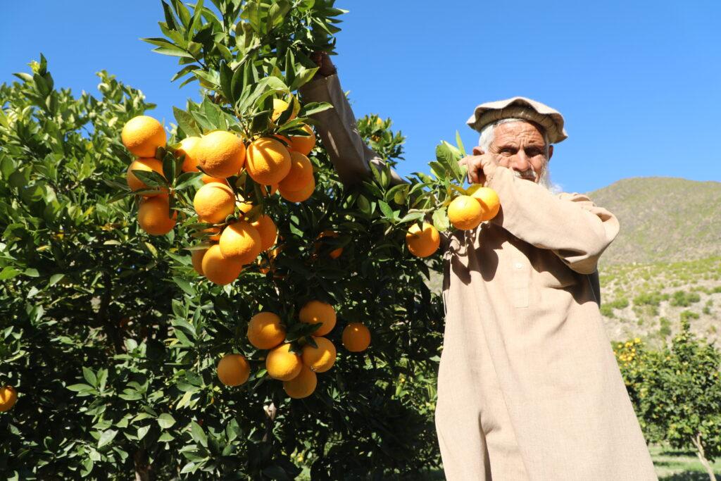 Afghanistan produces over 13,000 tonnes of citrus fruits