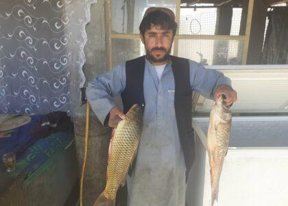 زلمی الکو: هلمند کې د کال دوه زره ټنه کبان توليديږي