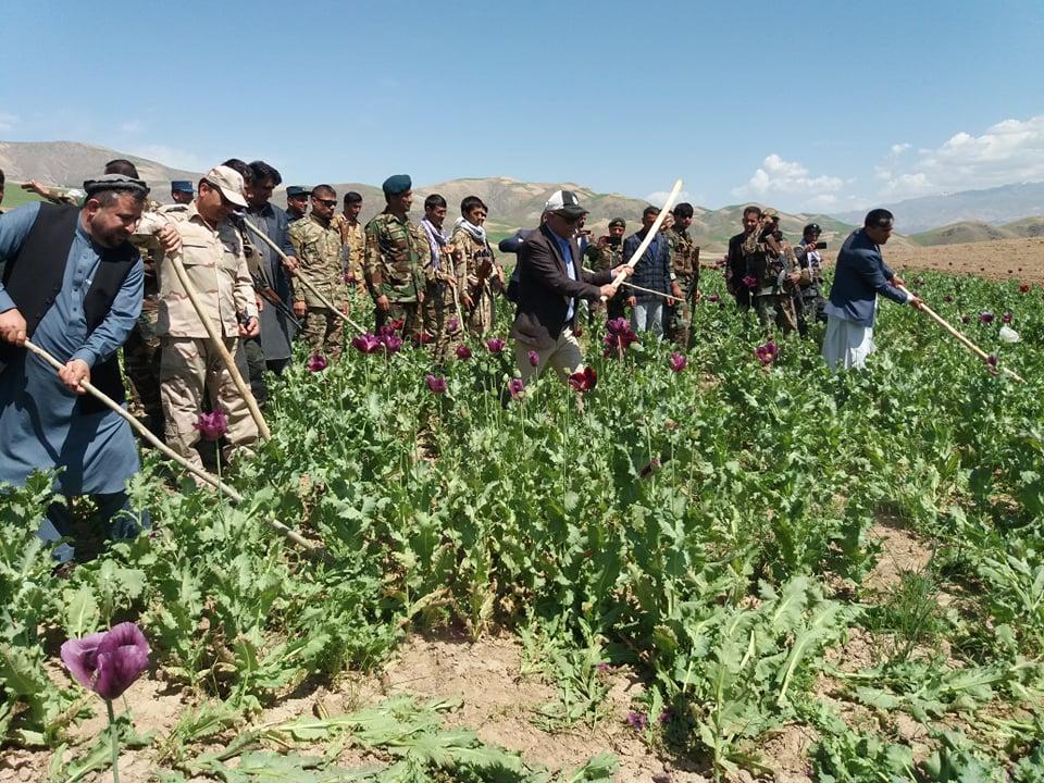 Campaign to destroy poppy fields begin in Badakhshan