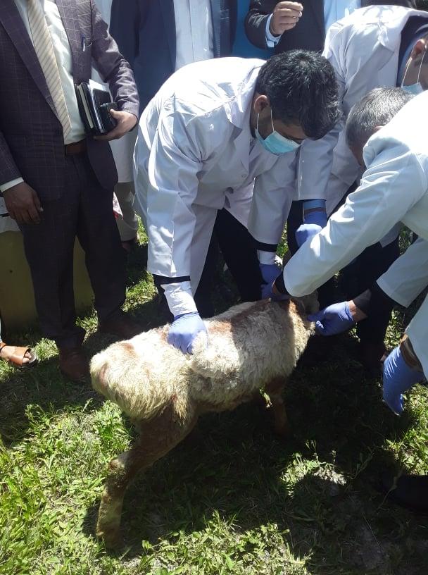 Animal vaccination drive begins in the country