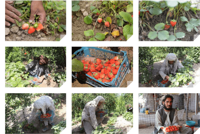 Kandahar farmers cultivate strawberries without govt help