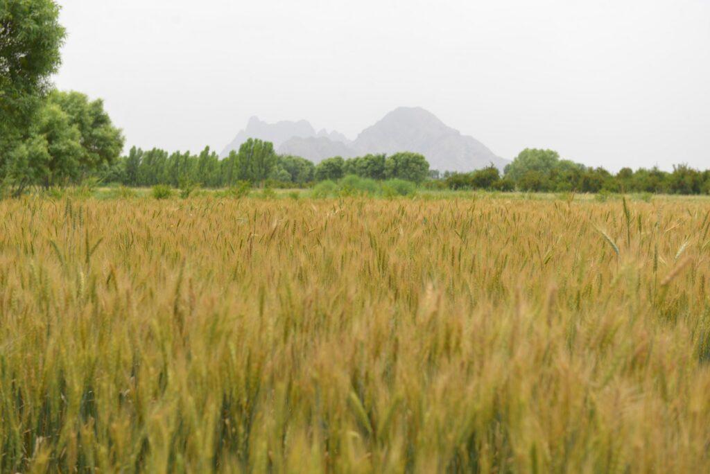 حاصلات گندم در پروان ۲۰ درصد افزایش یافته‌است