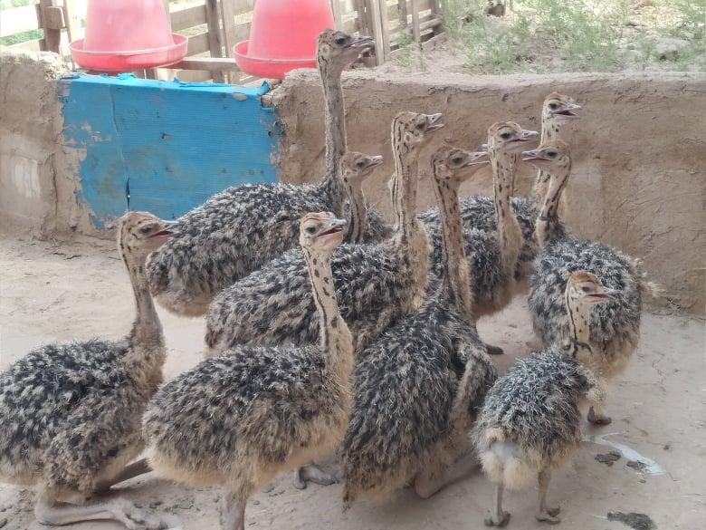 صنعت تولید و پرورش شتر مرغ در هرات رو به افزایش است