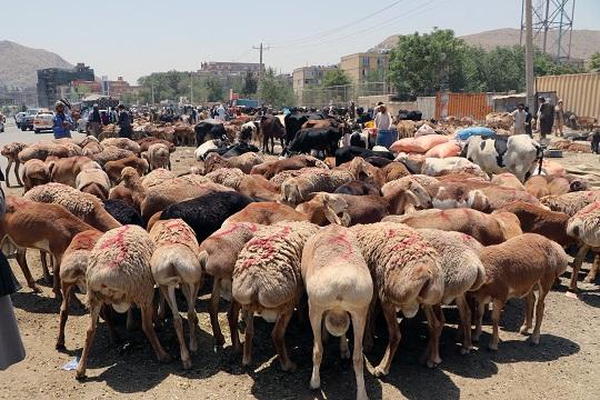 Kabul Municipality identifies cattle market places